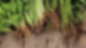 Biological Control of Root-Knot Nematodes in Sustainable Farming Systems