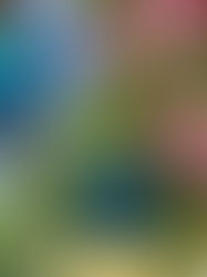 What Is the Best Fertilizer for Flowering Plants? A Complete Guide to Healthy Blooms