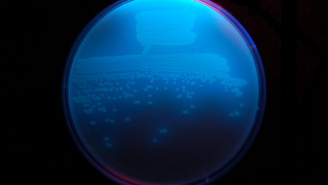 Where is Pseudomonas Fluorescens Commonly Found?