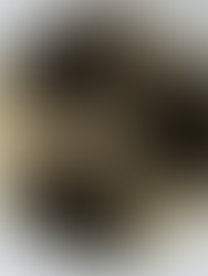 Aspergillus Niger: How Long Does It Remain Active in Soil?