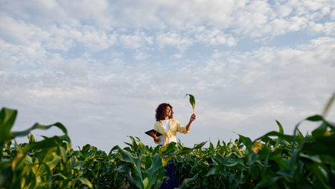 What Crops Benefit Most from Aspergillus Niger Application? 