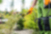 Neem Oil for Aphids: The Organic Pest Solution