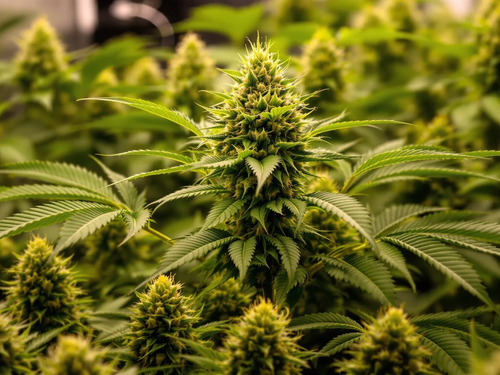 Autoflower Düngen: Der umfassende Leitfaden für gesunde und ertragreiche Pflanzen