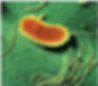 Photo by: https://www.researchgate.net/figure/Pseudomonas-fluorescens-this-species-is-common-in-soils-where-it-protects-plant-roots_fig5_274712087