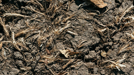 How to Apply Blood Meal to Correct Depleted Nitrogen