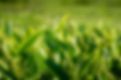 What Is the Role of Thiobacillus novellus in Agriculture and Soil Health?