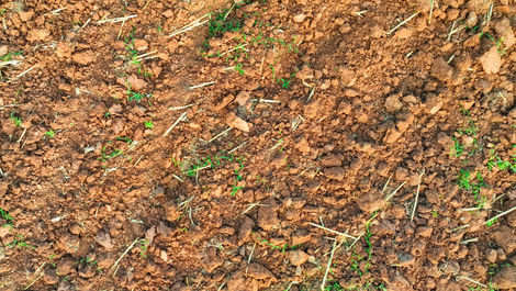 How to Increase Soil Microbes in Agriculture: A Practical Guide to Building Living Soils