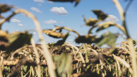 What Is Zinc Fertilizer Good For