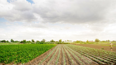 Is Aspergillus Niger Safe for Agricultural Use? 