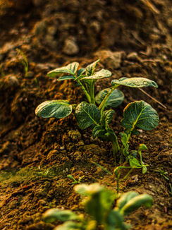 What Is the Process of Nitrogen Fixation?