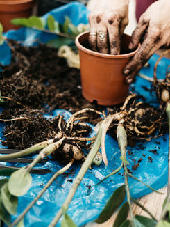 Root Fertilizer: Complete Guide to Types, Nutrients, and Application Methods