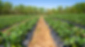 The Value of Arbuscular Mycorrhizal Fungi for Field Crops