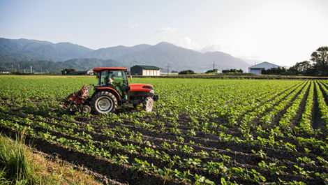 What Are the Industrial Applications of Aspergillus Oryzae?