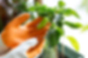 How to Protect Plants from Disease: A Complete Guide to Effective Plant Protection