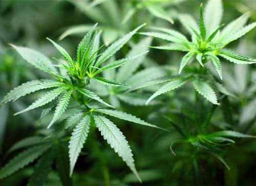 Pflanzendünger - Der umfassende Leitfaden für gesunde Pflanzen