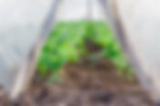 Aspergillus Niger Storage Guide: Keep Your Biofertilizer Effective