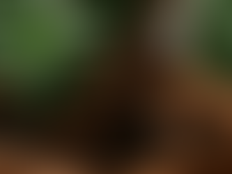 Top Organische Zusätze für Hanfpflanzen: Kaffeesatz als verstecktes Juwel