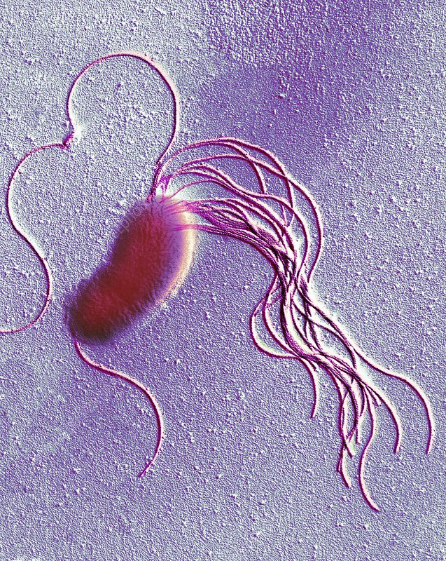 What are the Oxygen Requirements of Pseudomonas fluorescens