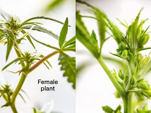 Weibliche Hanfpflanze Ekennen