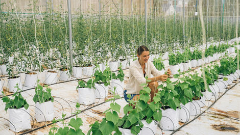 What Are Corynebacterium spp. Role in Agriculture?