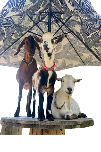 Goat Hangout Open Farm (1).png