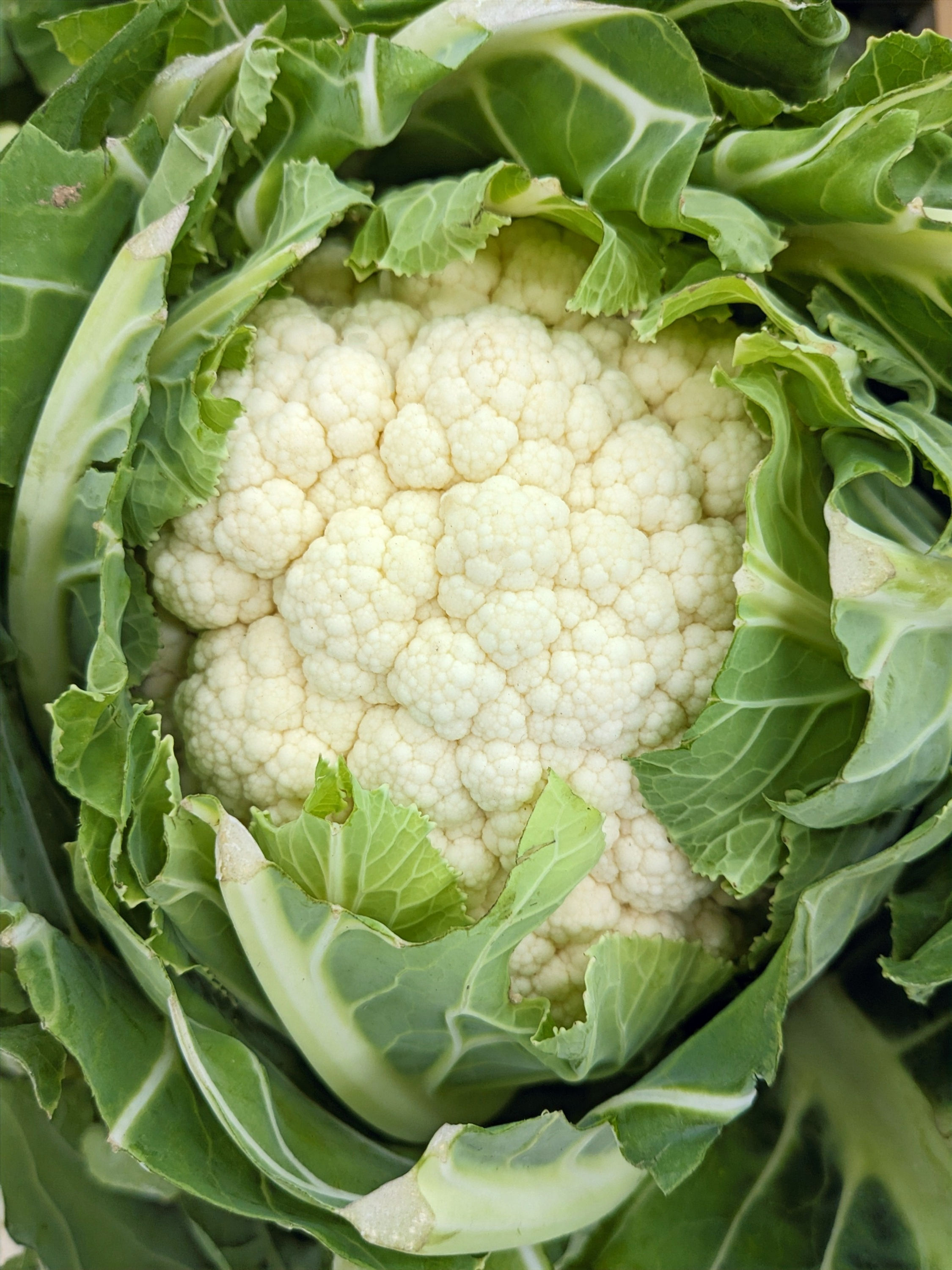 Cauliflower