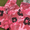 Thumbnail: Pink The Cotton Wreath Denim Tears Sweatpants: L