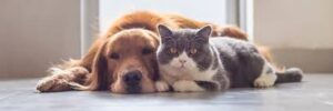 Why Do We Want To Have Pets?
