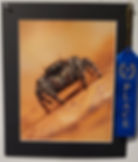 1ST PLACE PHOTO