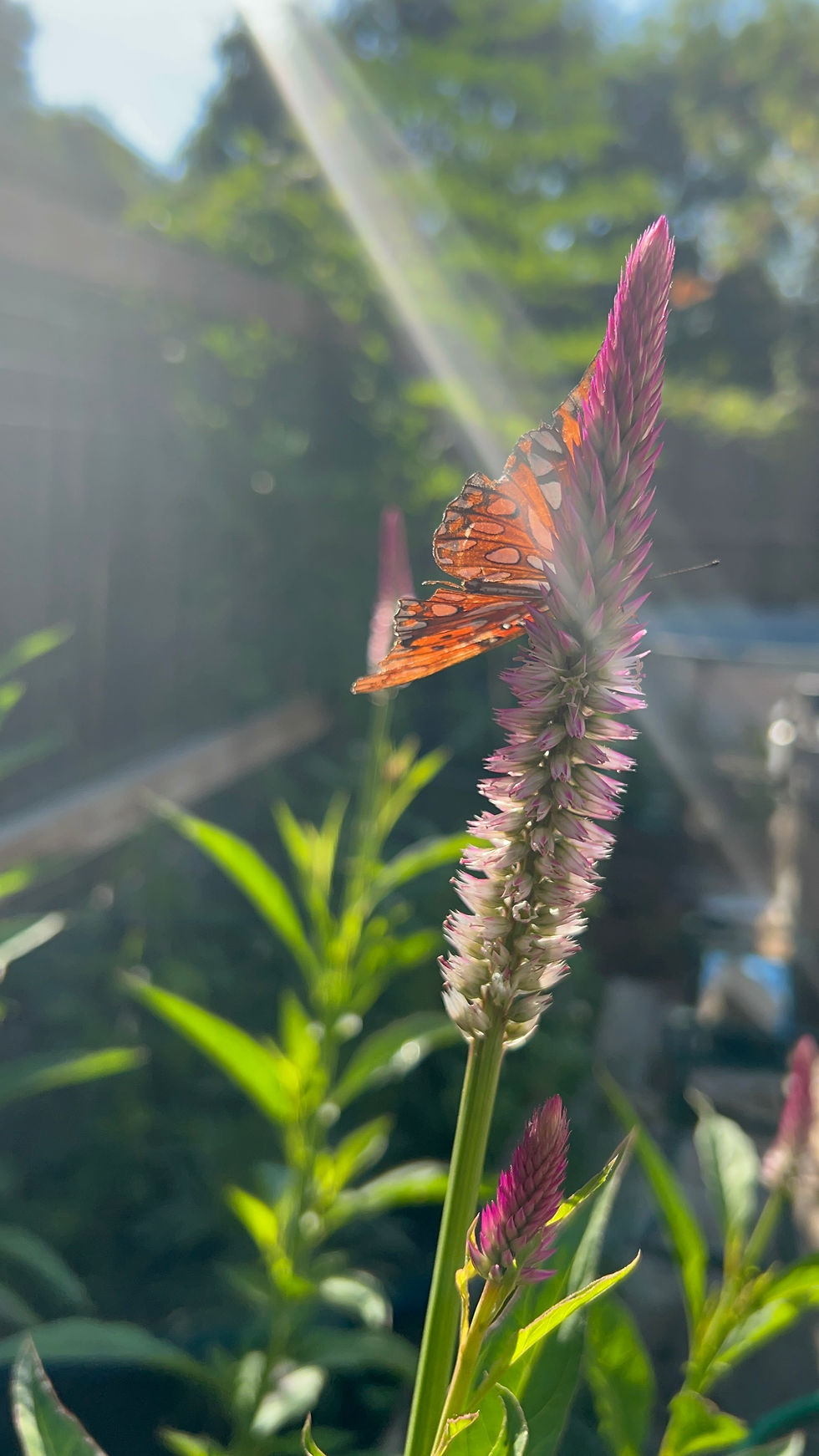 Thumbnail: Silver Cockcomb Plant 