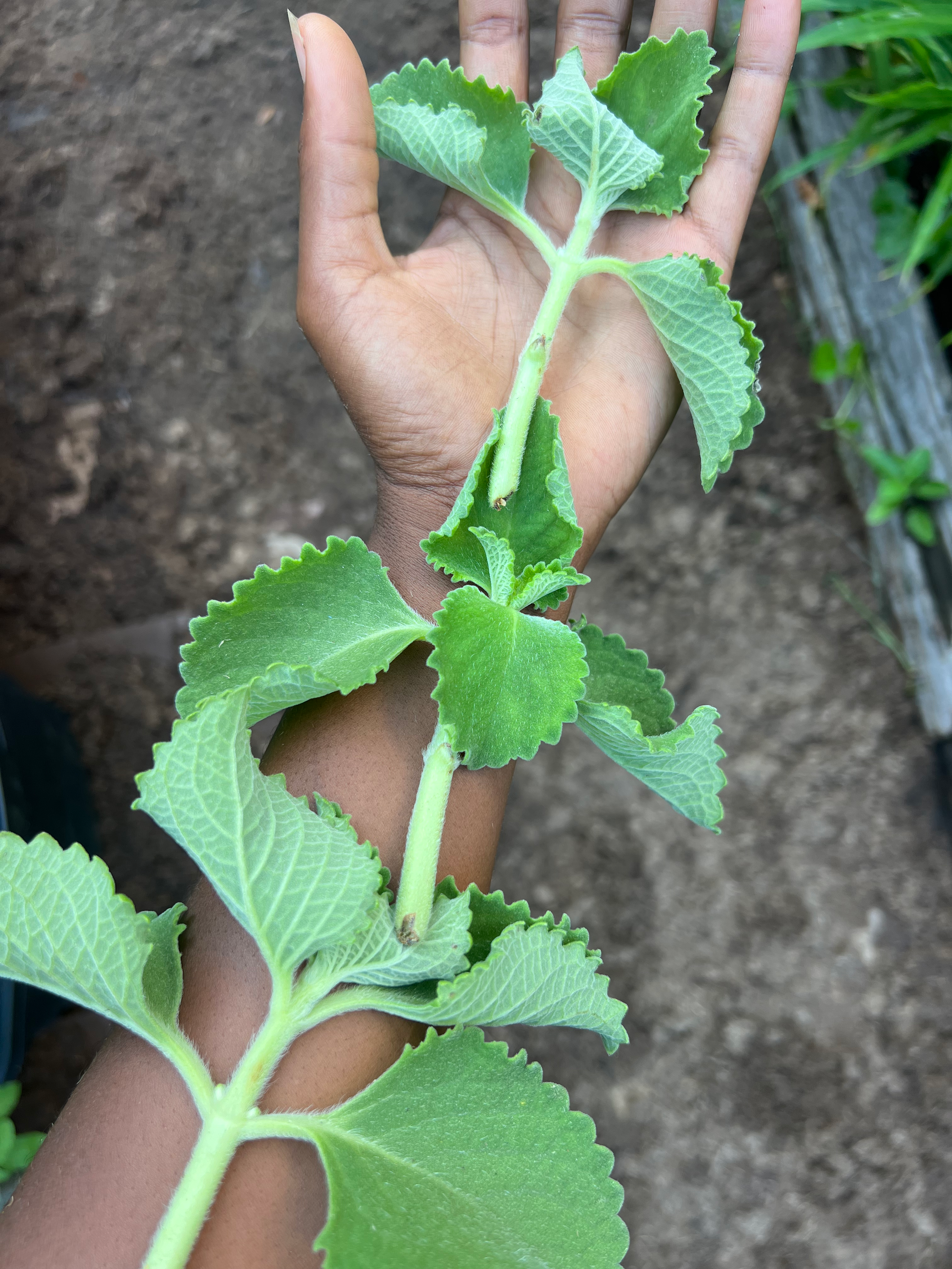 Cuban Oregano (Cutling, Not in soil)