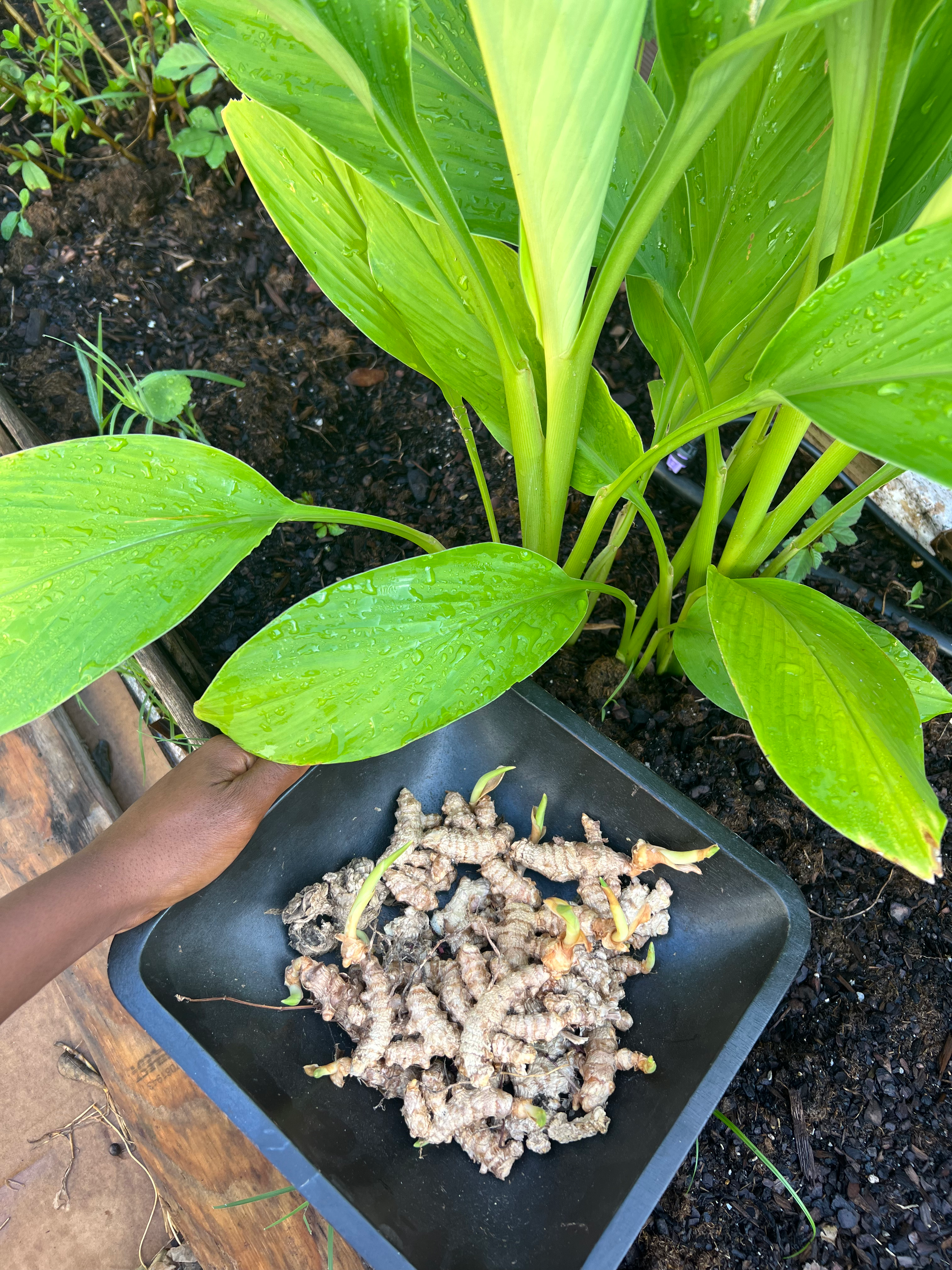 Turmeric Plant 