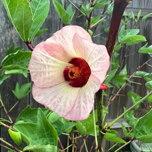 🌺 Roselle Hibiscus 🌺: A Guide to Health, Healing, and Gardening