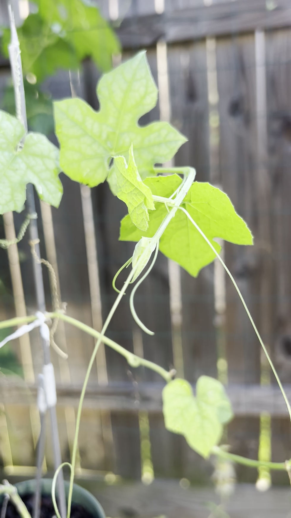 Thumbnail: Loofah Gourd Plant (Luffa)