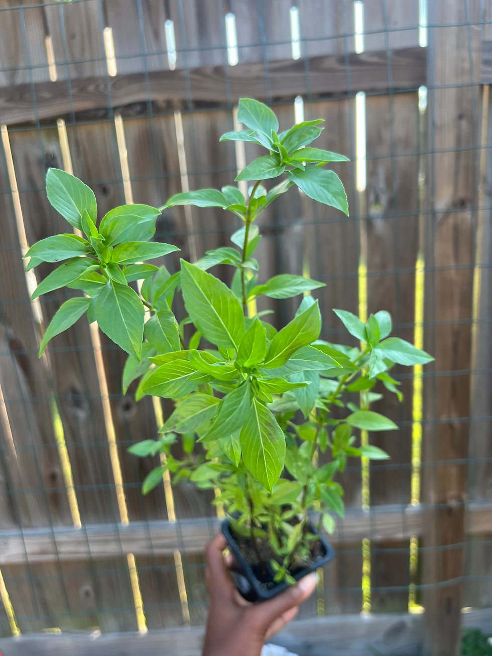 Thai Basil Plant