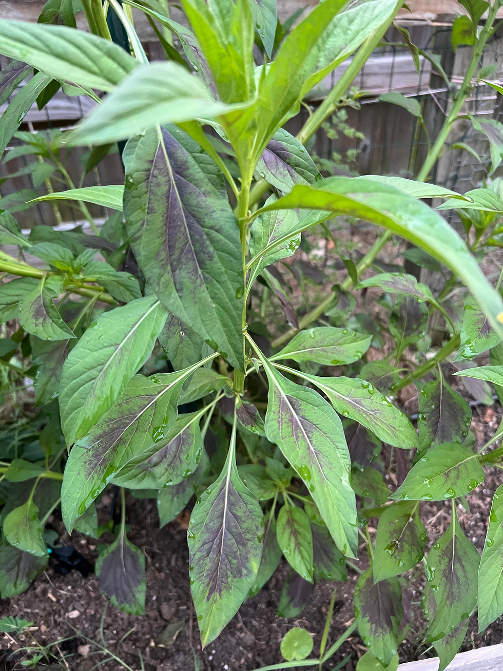 Thumbnail: Silver Cockcomb Plant 
