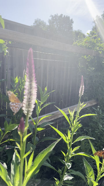 Thumbnail: Silver Cockcomb Plant 