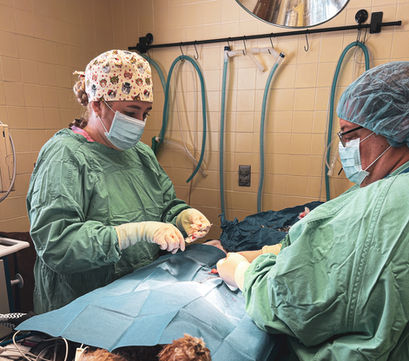 surgery, spay/neuters