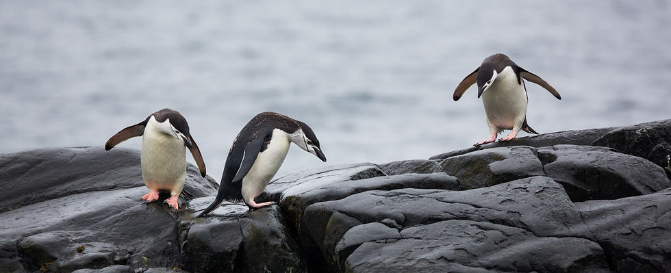 panoramic-view-three-penguins-stones-antarctica.jpg