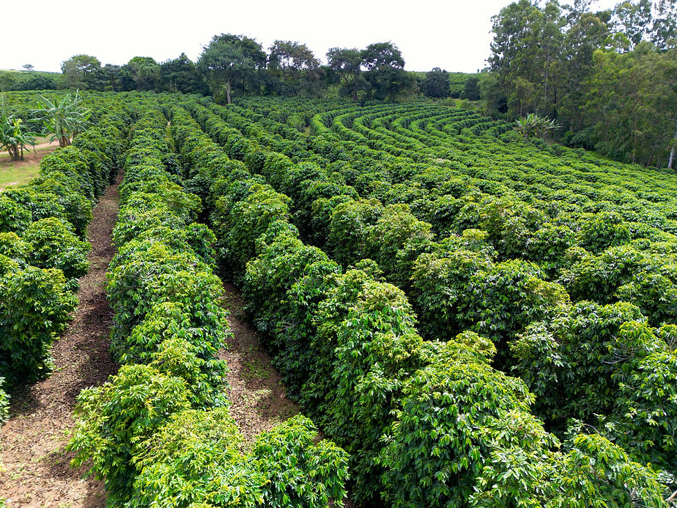dji_fly_20260323_235046_405_1775837120140_photo.jpeg