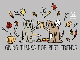cat and dog.webp
