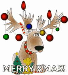 reindeeer with lights-animated.gif
