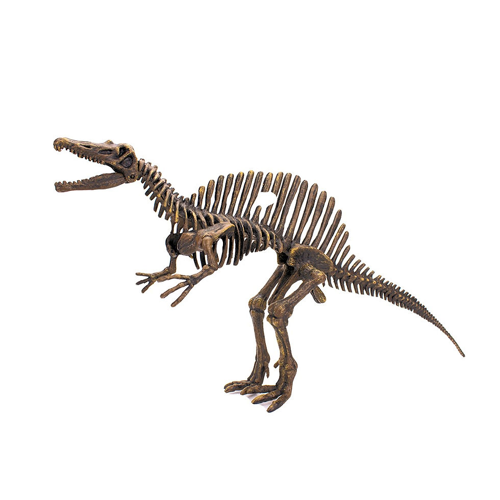 Miniatura: Kit de ensamblaje Dinohuesos Espinosaurio-844 de Dinomania, listo para armar un modelo realista y detallado de 50 cm