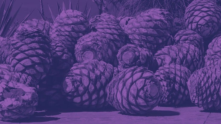 EXPÓN TU MEZCAL