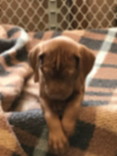 IszottaWessonPups3.jpeg