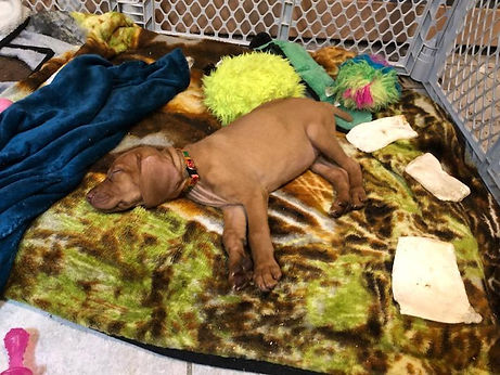 Bacallcruisepups2.jpeg
