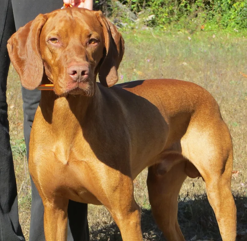 aussalier breeders near me