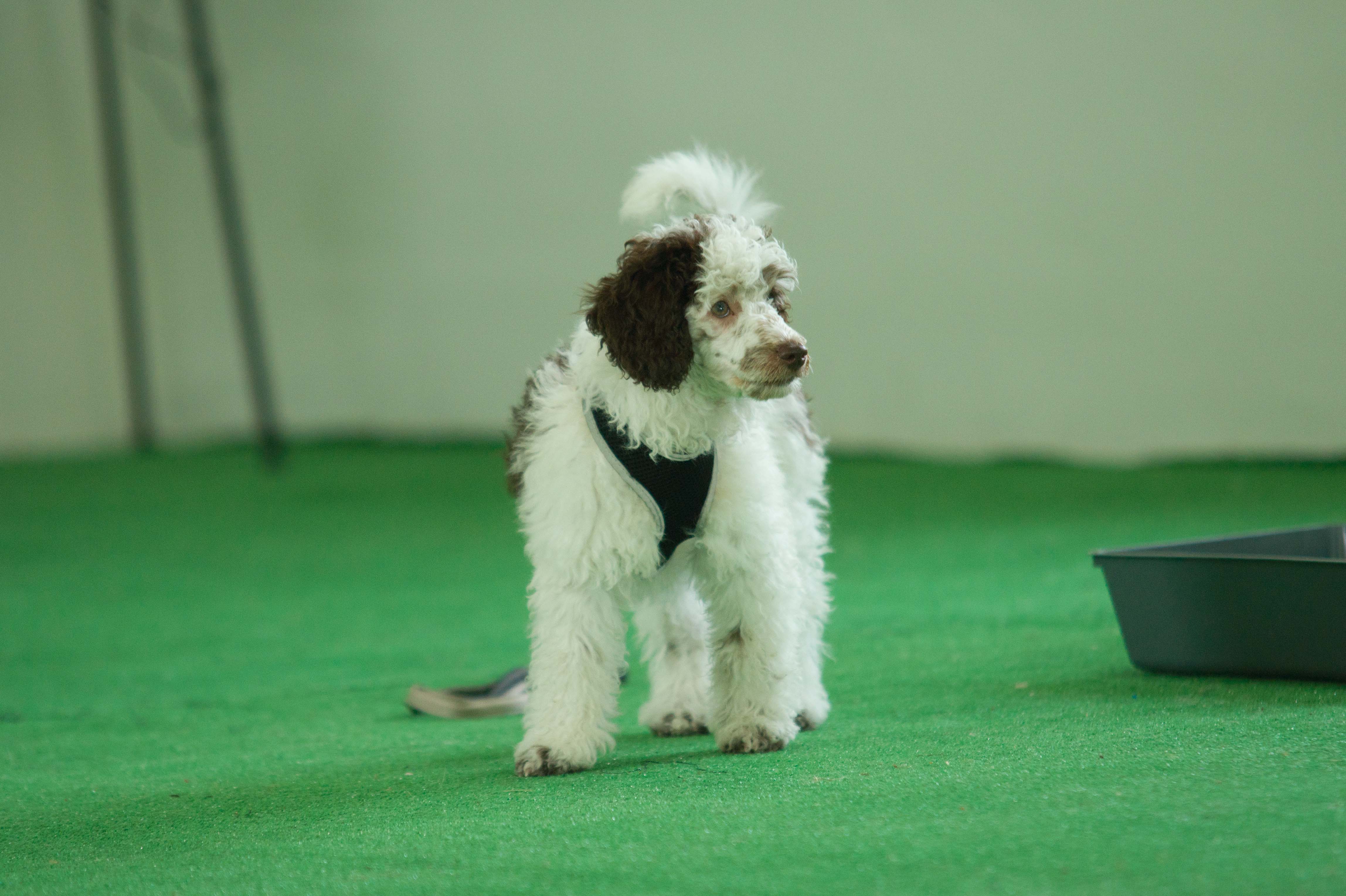 Home maidstoneactivitydog