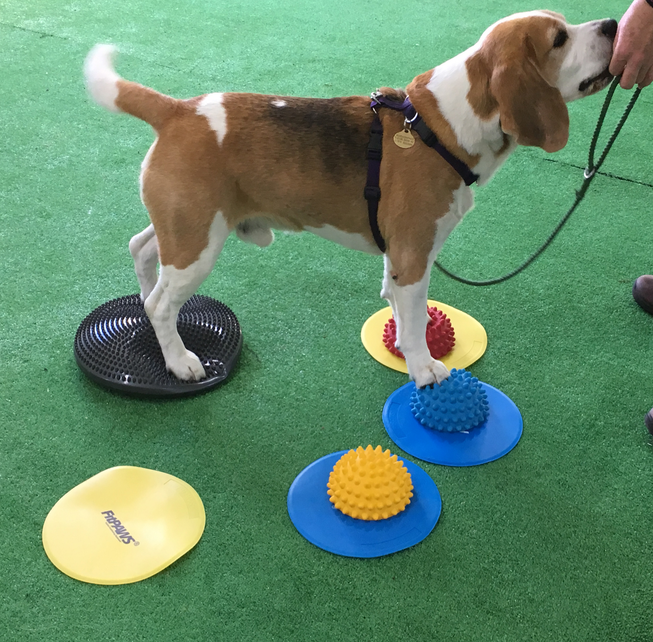 Home maidstoneactivitydog