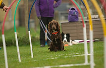 Hoopers Dog